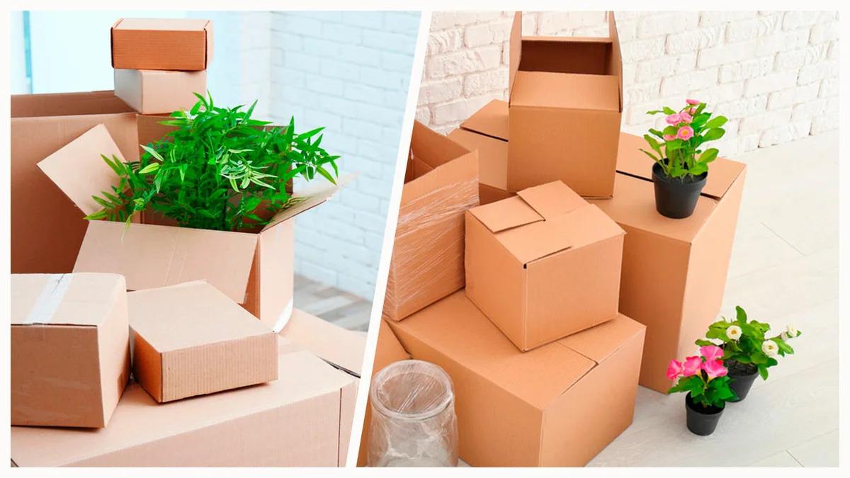 How to move Plants scale 1200