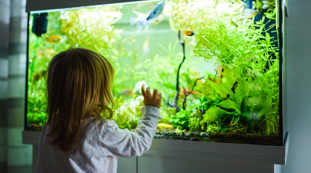 Little girl prepares fishes to be transported